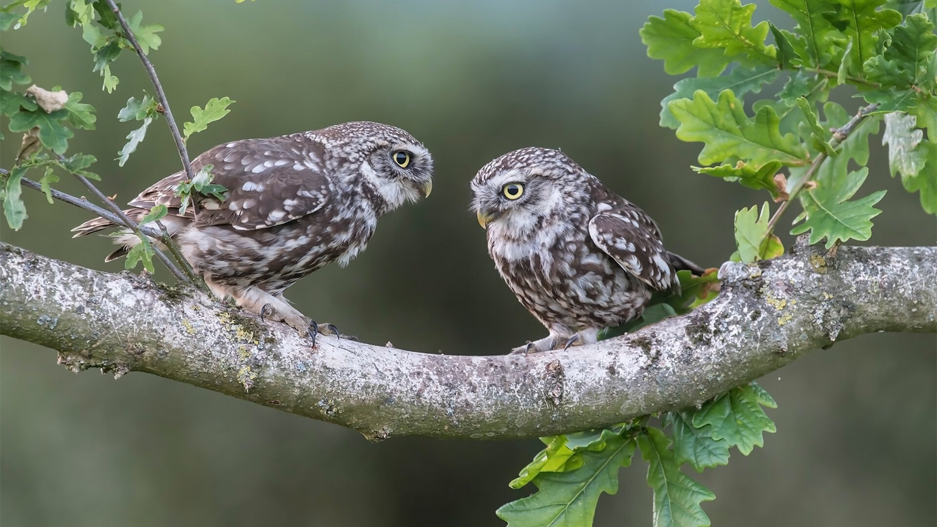 开云体育-广厦终结勇士连胜神话！拉文节奏独舞彻底掐灭卫冕冠军脉搏